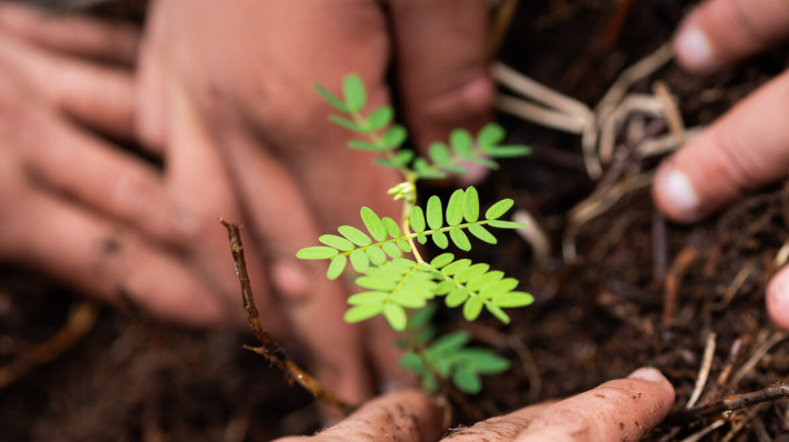 Committee selects three finalists for Kamehameha Schools trustee seat