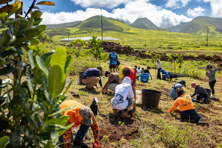 Community kākoʻo brings Ka Malu site to life in Lahaina