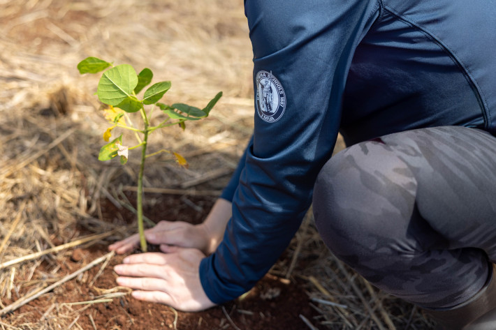 Native reforestation begins to take root on KS ‘āina in Lahaina ma uka